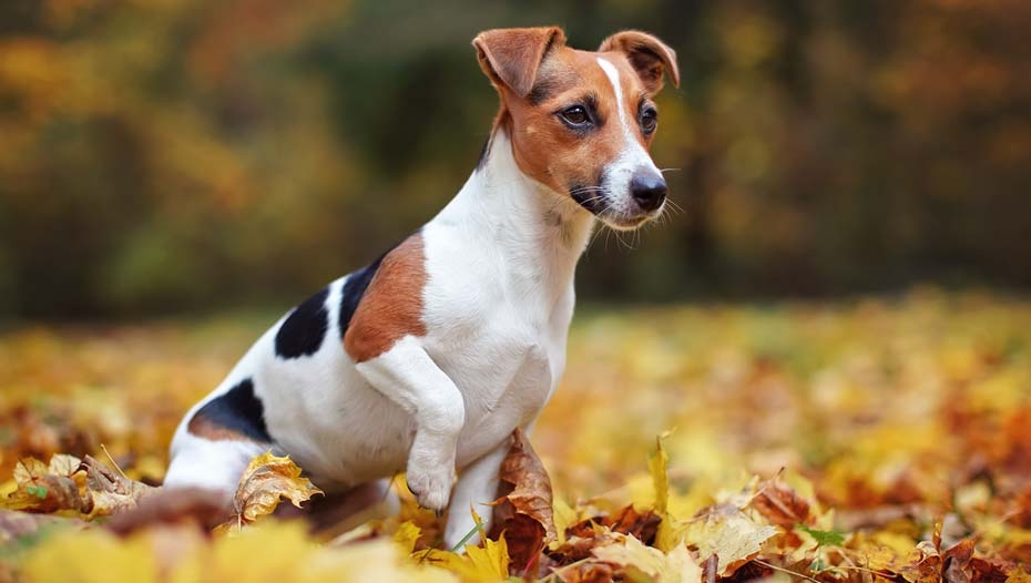 Russell terrier best sale jack